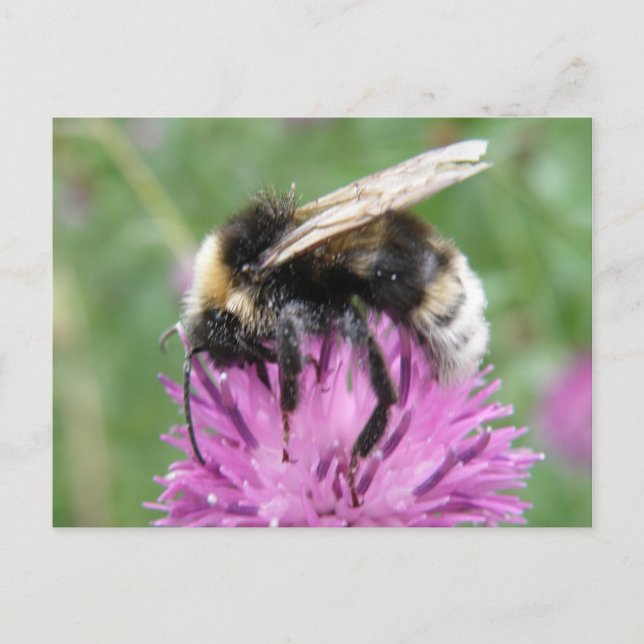 Abeja de púas en una tarjeta postal de caracol (Anverso)