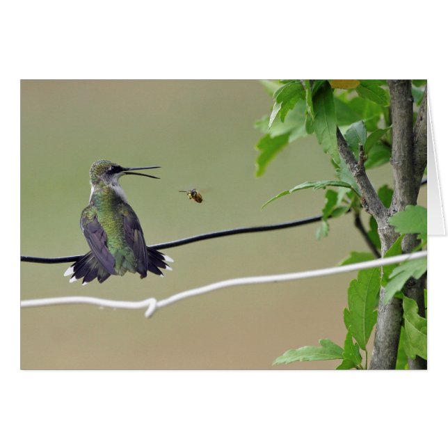 Abeja del colibrí y de la miel (Anverso (Horizontal))