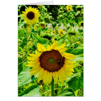 Abeja en el girasol amarillo
