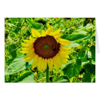Abeja en el girasol amarillo