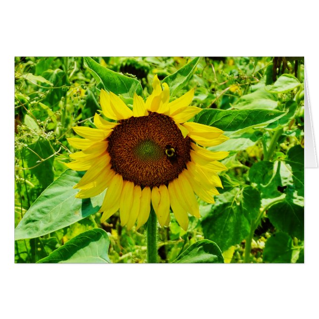 Abeja en el girasol amarillo (Anverso (Horizontal))