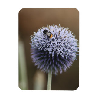 Abeja en el imán Allium