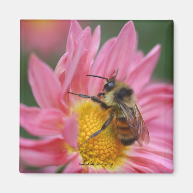 Abeja En El Imán Fotográfico De La Flor De Daisy R (Frente)