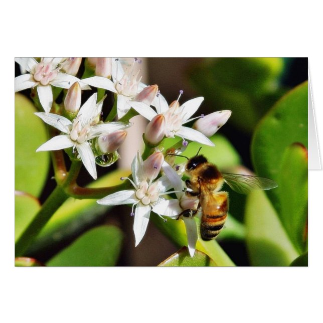 Abeja En El Parque Animal Salvaje (Anverso (Horizontal))