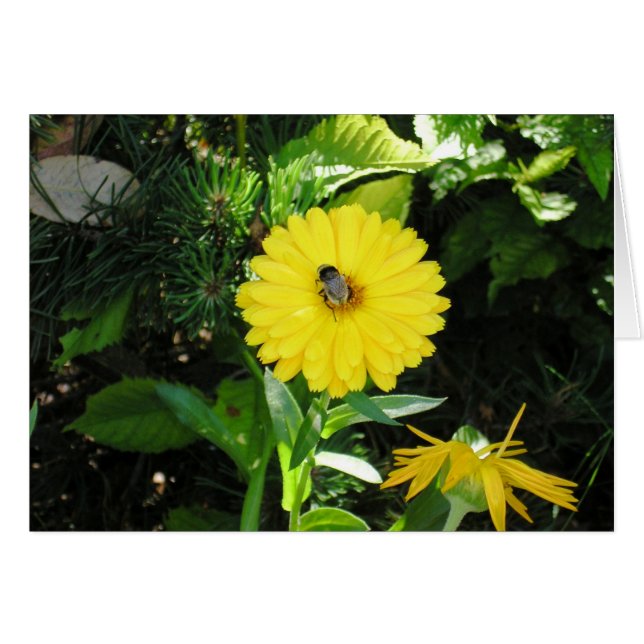 Abeja en flor (Anverso (Horizontal))