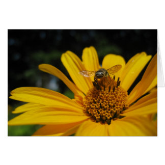 Abeja en flor