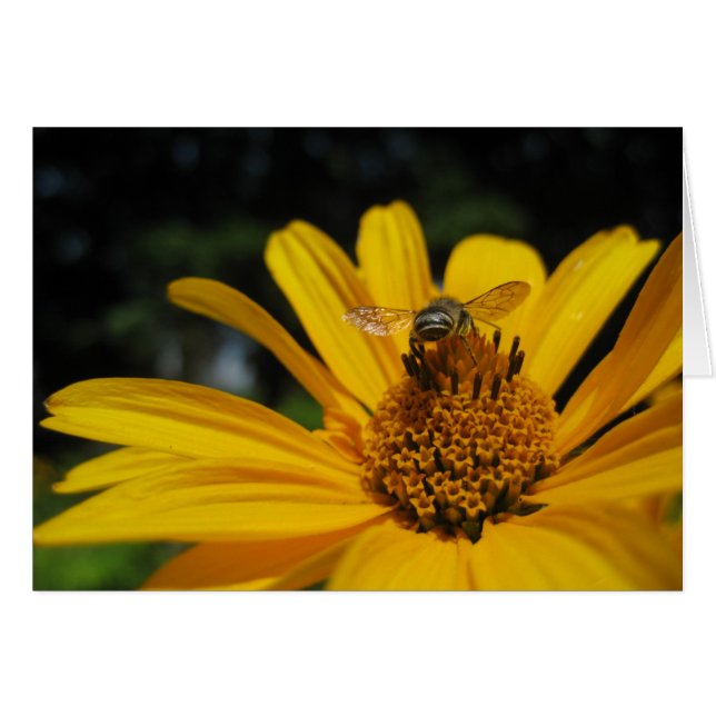 Abeja en flor (Anverso (Horizontal))