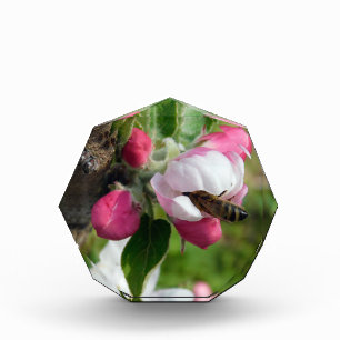 Abeja en Flor de Manzano Rosa Foto en Acrílico B