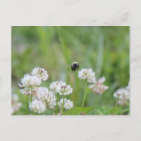 Abeja en la postal del trébol