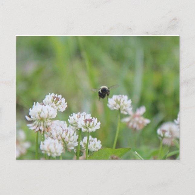 Abeja en la postal del trébol (Anverso)