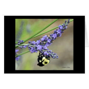 Abeja en lavanda
