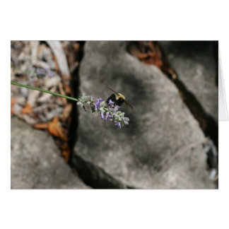"abeja en lavanda" por Larry Coressel