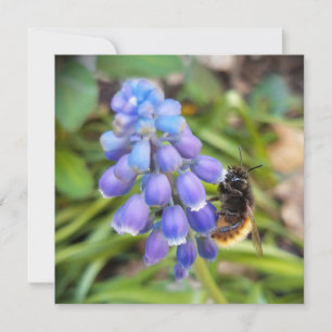 Abeja en Muscari Armeniacum , Hiacinato de uva