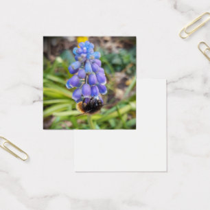 Abeja en Muscari Armeniacum , Hiacinato de uva