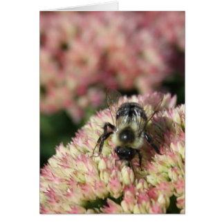 abeja en sedum
