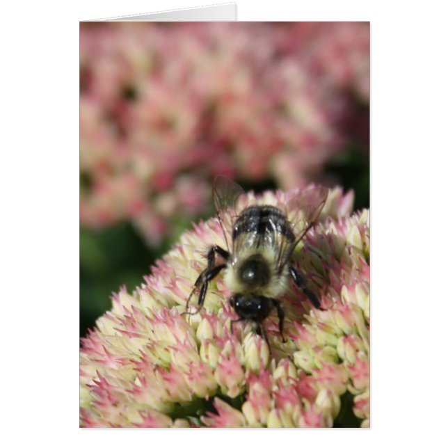 abeja en sedum (Frente)