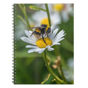 Abeja en un cuaderno de la margarita blanca