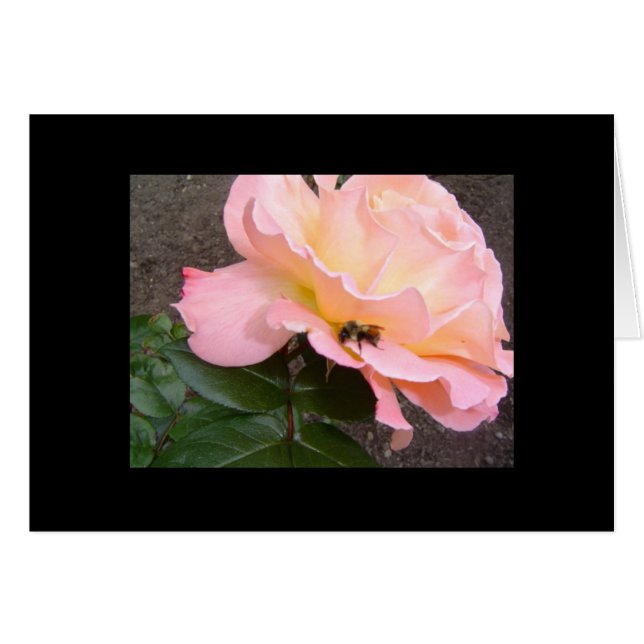 Abeja en un Rosa (Anverso (Horizontal))