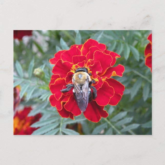 Abeja en una postal de flores (Anverso)