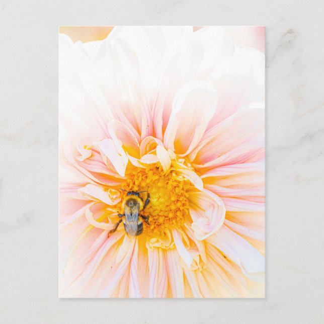 Abeja en una postal de foto de Dahlia Rosa (Anverso)