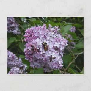 Abeja en una postal de lila