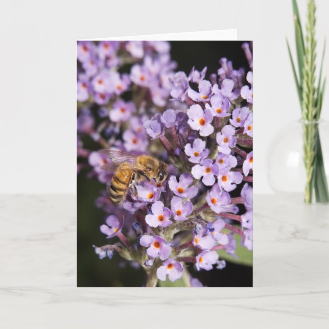 Abeja en una tarjeta de Bush de mariposa (Anverso)