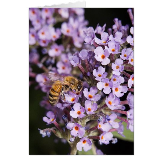 Abeja en una tarjeta del día de San Valentín de