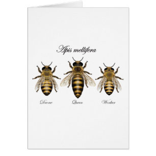 Abeja europea de la miel (mellifera de los Apis)