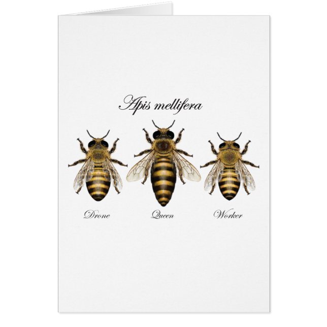 Abeja europea de la miel (mellifera de los Apis) (Frente)
