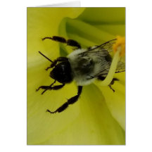 ABEJA IMPRESIONANTE - SALUDO CRISTIANO