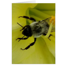 ABEJA IMPRESIONANTE - SALUDO CRISTIANO