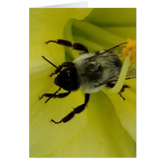 ABEJA IMPRESIONANTE - SALUDO CRISTIANO (Frente)