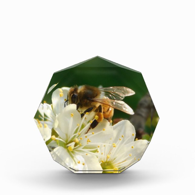Abeja & Macro de Ciruela Blanca | Bloque de Foto d (Anverso)