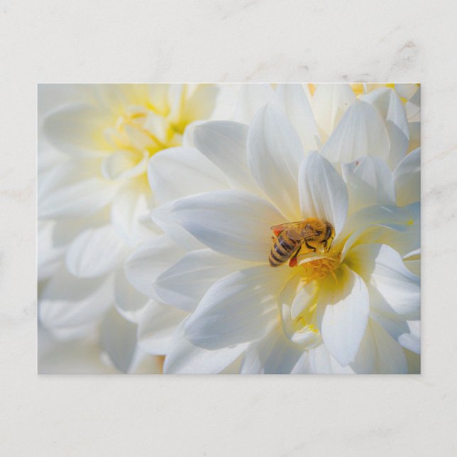 Abeja melífera en una postal de Dalia (Anverso)