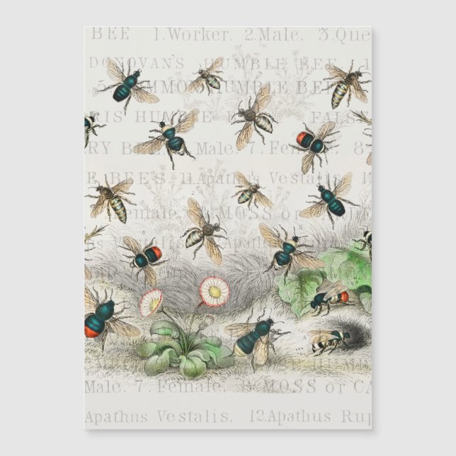 Abeja Miel Trabajador Reina Abejas Antigüo (Anverso)