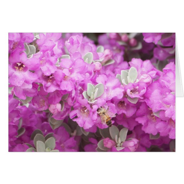 Abeja Miel y Texas Sage (Anverso (Horizontal))