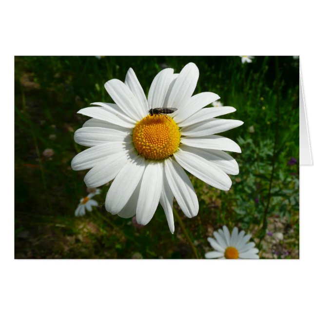 Abeja por la foto natural de Daisy Alaskan (Anverso (Horizontal))