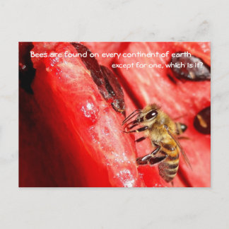 Abeja postal de hecho / Abeja en una sandía