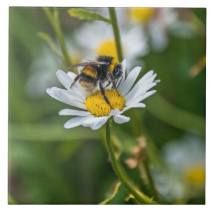 Abeja sobre una baldosa cerámica con vistas al mar