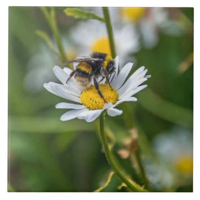 Abeja sobre una baldosa cerámica con vistas al mar (Frente)