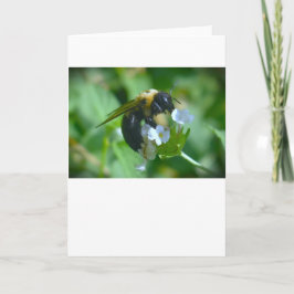 Abeja, tarjeta