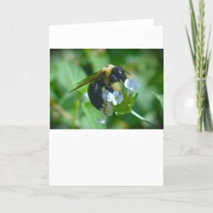 Abeja, tarjeta