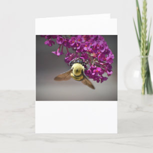 Abeja, tarjeta