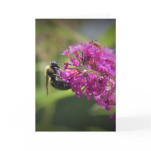 Abeja, tarjeta