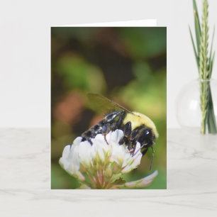 Abeja, tarjeta