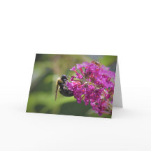 Abeja, tarjeta