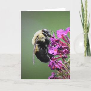 Abeja, tarjeta