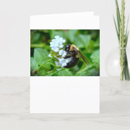 Abeja, tarjeta