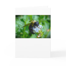 Abeja, tarjeta