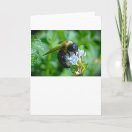 Abeja, tarjeta
